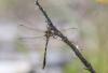Oxygastra curtisii